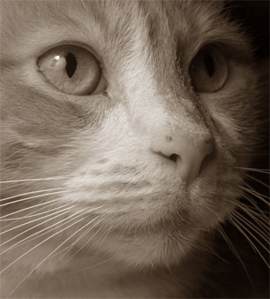 Lucy Lucy